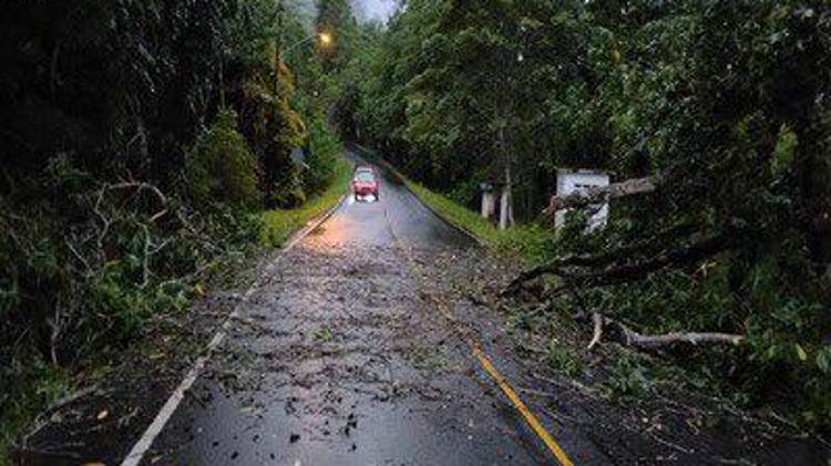 Atienden la caída de un árbol sobre la vía principal en el sector de Altos de Las Minas, Herrera.