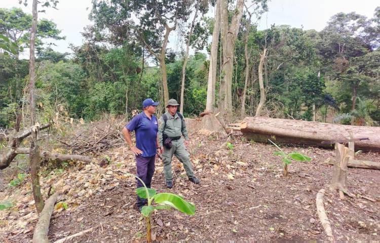 Capturan a dos personas por tala ilegal de 36 árboles en el Parque Nacional San Lorenzo, Colón