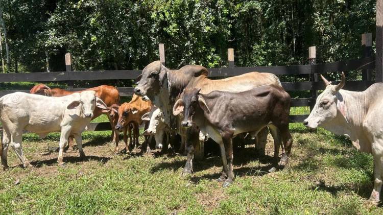Ganaderos piden que se vele por la seguridad alimentaria del país.