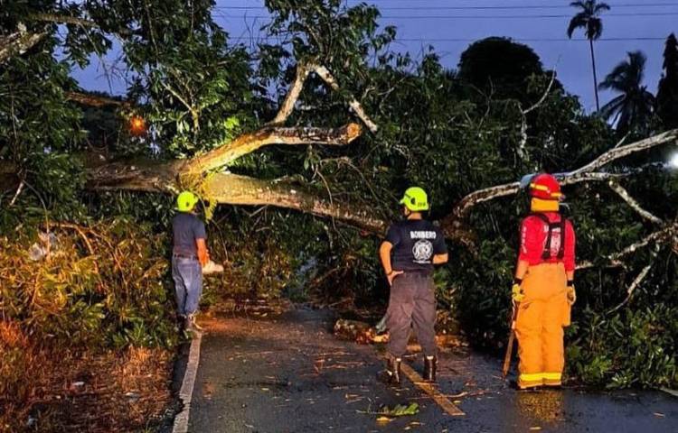 Caída de árbol en Divalá dejó incomunicados a los residentes.