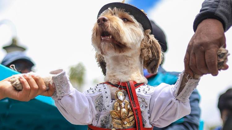 Fotografía que muestra un perro disfrazado de 'Chola' durante un desfile de mascotas en La Paz (Bolivia). EFE/ Gabriel Márquez