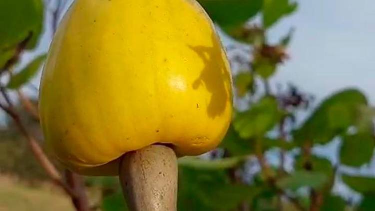 El resurgimiento del marañón representa una oportunidad para la agroindustria local y la recuperación de tradiciones familiares.