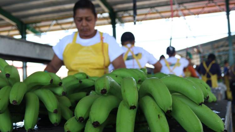 El banano continúa liderando las exportaciones.