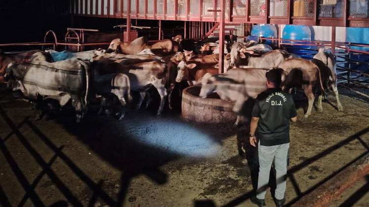 Cuatreros se llevaron 36 reses de Antón hasta Colón... pero allá los pillaron