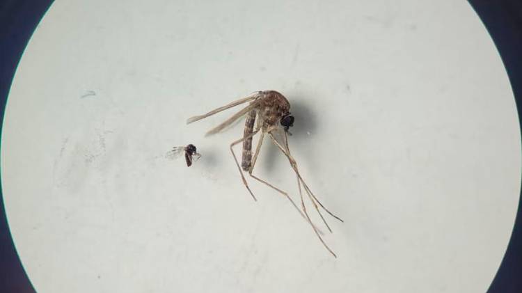 Hay que eliminar los criaderos.