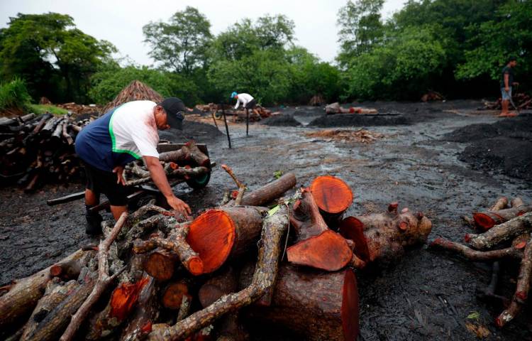 Los manglares funcionan como barrera natural para evitar las inundaciones.