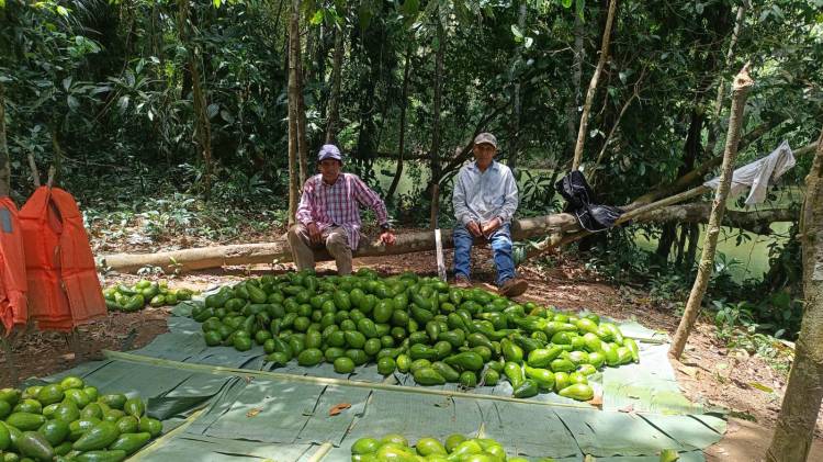 Producción de aguacate, motor de desarrollo agrícola en Darién