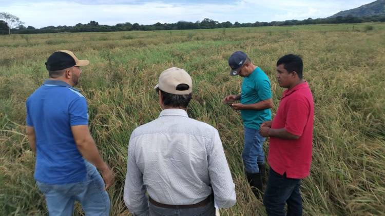 Productores de arroz se preparan para la revisión del TPC.