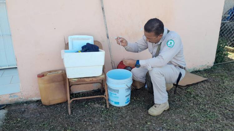 La fiebre Oropouche es una enfermedad viral transmitida por la picadura de mosquitos del género Culicoides y Culex, conocidos popularmente como “jejenes”.