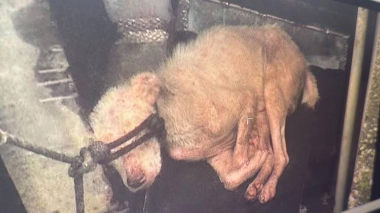 Cuatro perros más se encontraban en el taller oscuro y saturado de precariedad en La Fula