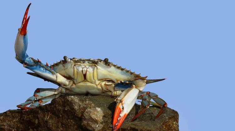 Se grabó cocinando y consumiendo uno de los cangrejos que había capturado. Murió dos días después.