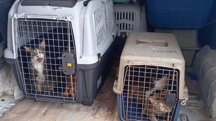 El rescate se realizó tras una alerta ciudadana y denuncias de propietarios preocupados por la desaparición de sus mascotas.