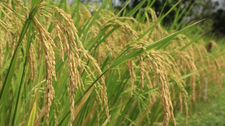 El director del IMA explicó que este año solo se realizó una importación destinada a las agroferias.