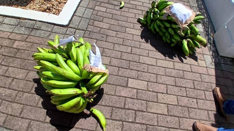 Las dos cabezas de guineos que dejaron en plena vía pública.