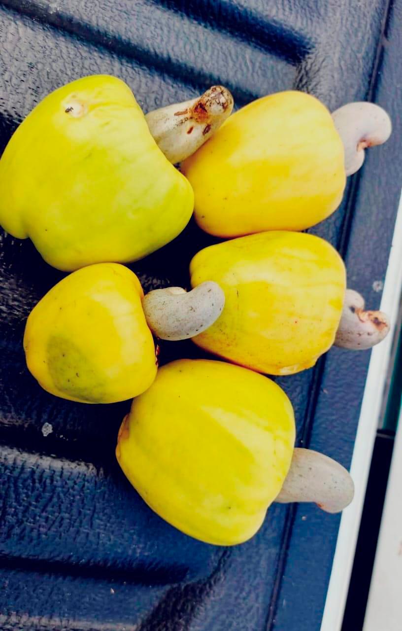 La floración de árboles de marañón en el arco seco panameño es impulsada por las condiciones climáticas de la estación seca.