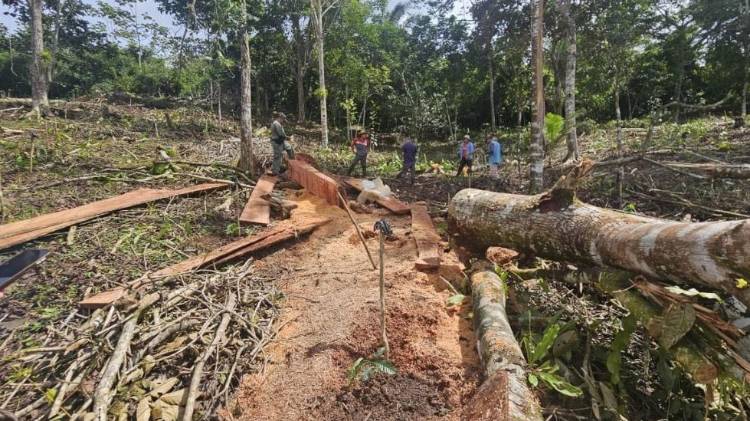 Personal de MiAmbiente y la Policía Ambiental inspecciona el área donde se halló madera de espavé