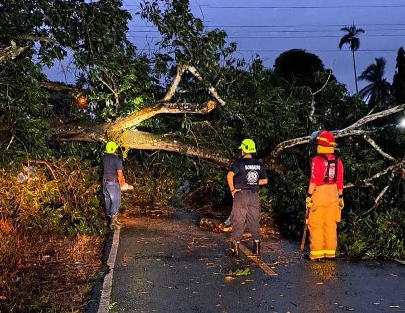 Caída de árbol en Divalá dejó incomunicados a los residentes.