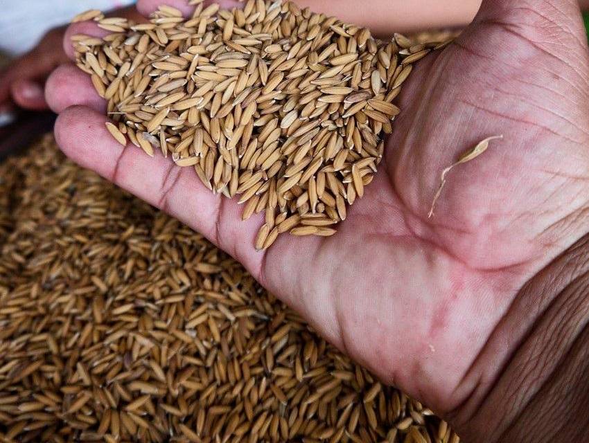 Arroz de primera tiene 10 años en control de precio.