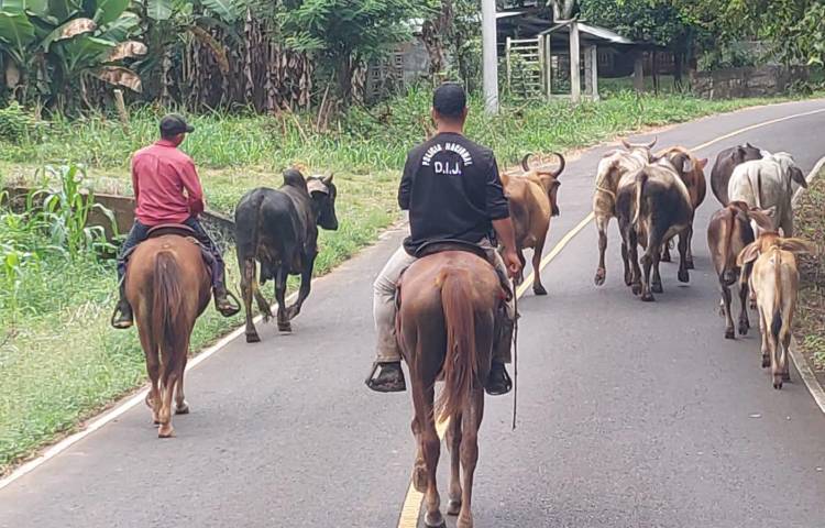 Policía recupera 10 reses con denuncia de hurto pecuario