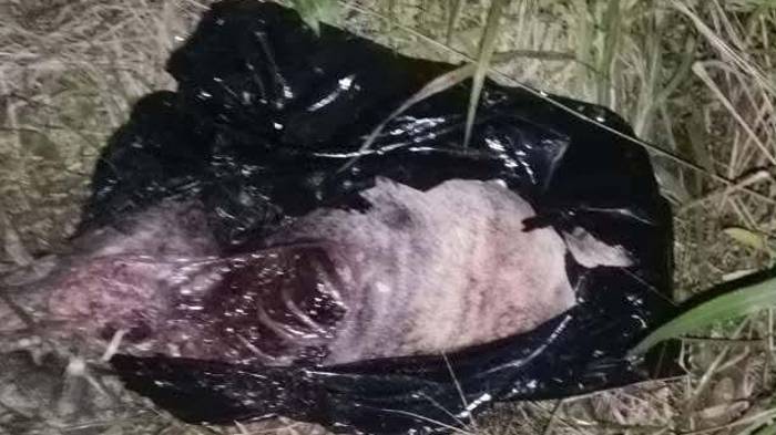 Se sospecha que sujetos desconocidos acabaron con la vida del animal