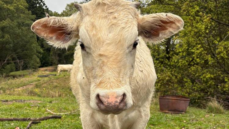 El hurto afectó a un ganadero, pues la vaca tenía un valor de 1,500 dólares