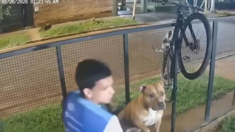 Buscó un Pitbull para proteger la casa; ladrón entró y hasta se llevó al perro [VIDEO]