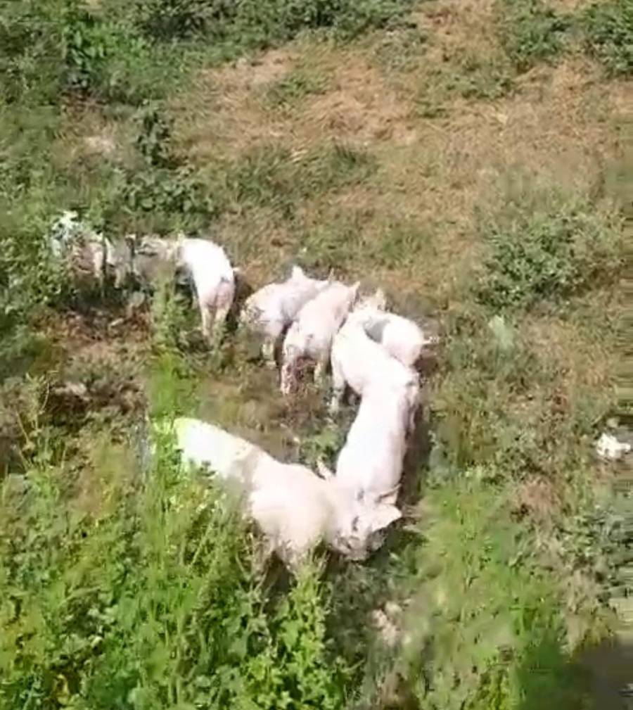 Amordaza a celador para robar lechones. Así lo atrapó la Policía