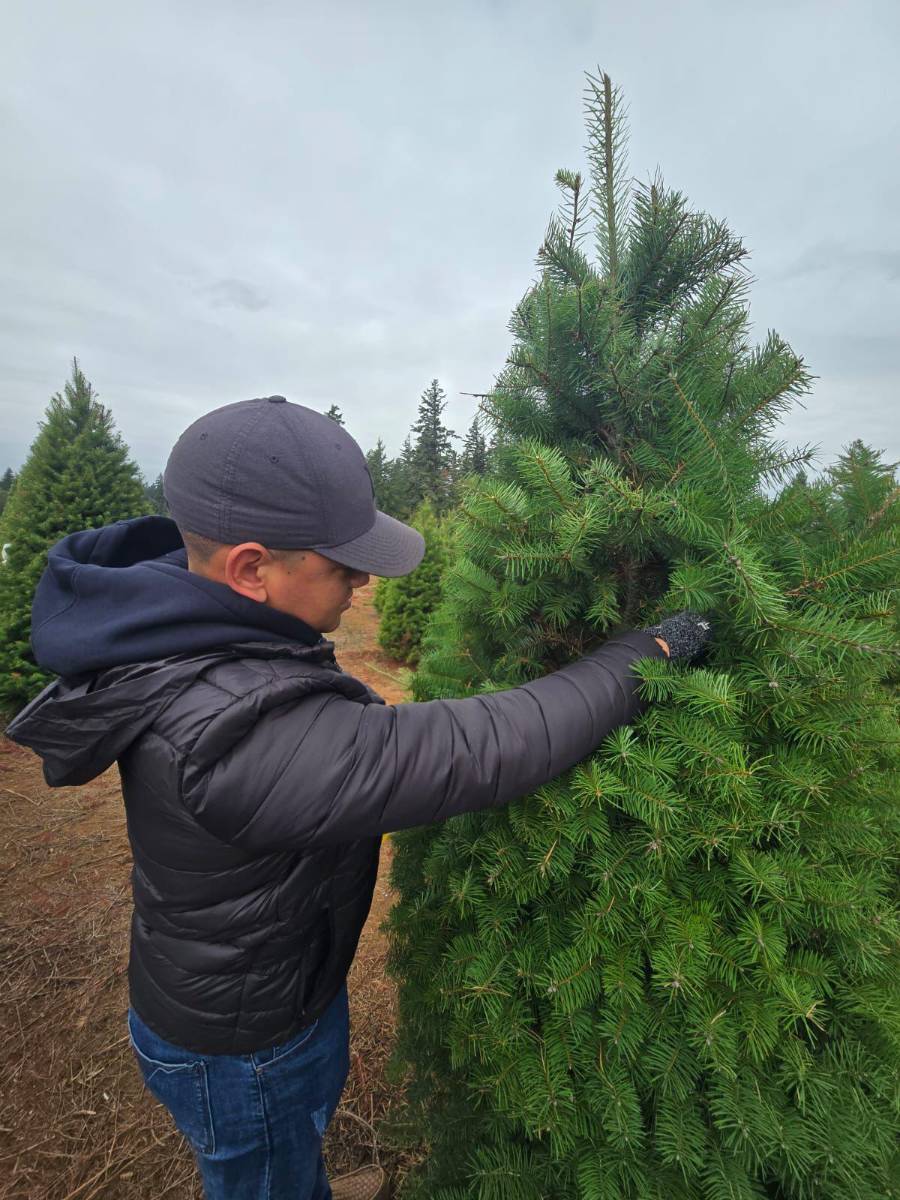 En octubre una misión técnica del MIDA ya había recorrido las plantaciones realizando inspecciones previas al envío.
