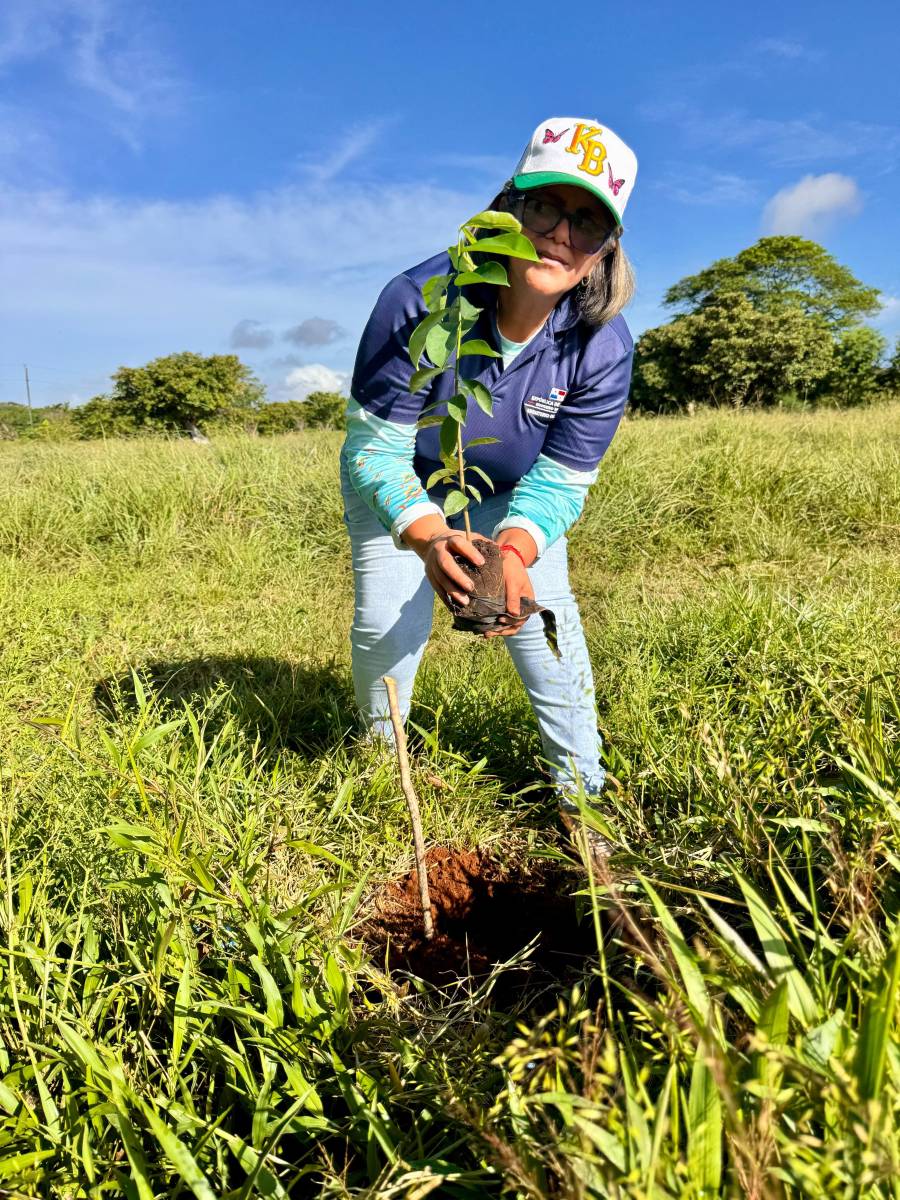 Siembran 200 plantones para recuperar áreas degradadas en Chiriquí