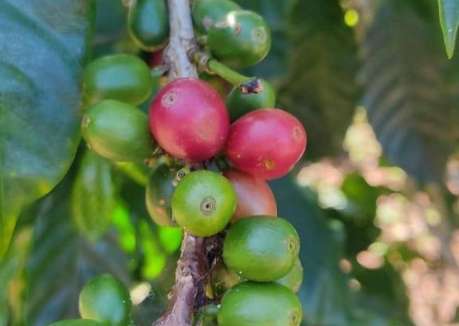 Estudiarán el perfil químico de los aromas y sabores del café panameño