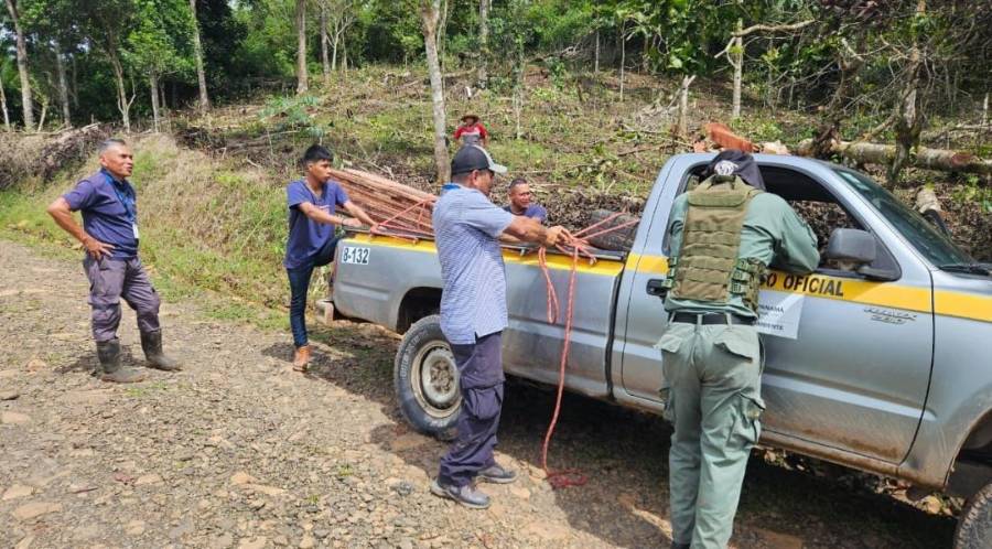 Madera decomisada durante el operativo en Las Negritas.