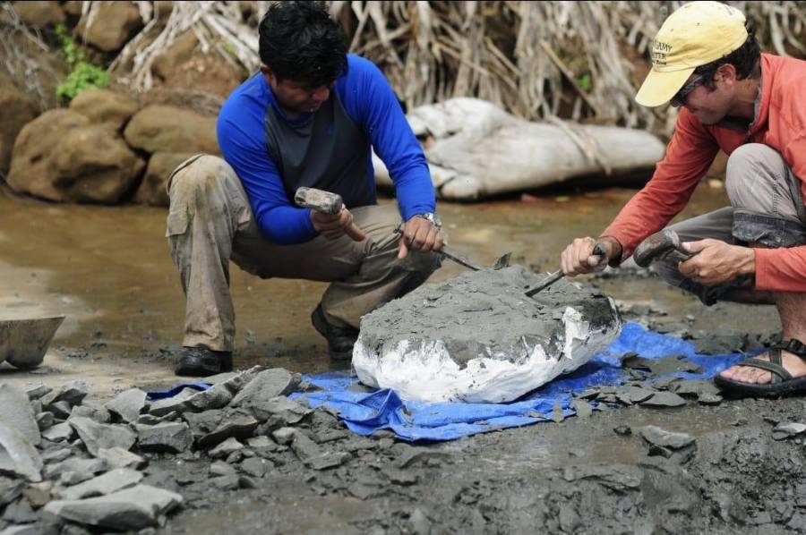 El fósil corresponde a un pez de aguas profundas originario del Indopacífico.