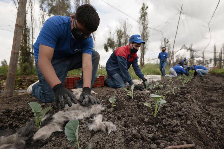 El cabello humano reciclado se utiliza en Xochimilco para ayudar a mitigar la contaminación de los canales y proteger los suelos de las chinampas. EFE/José Méndez
