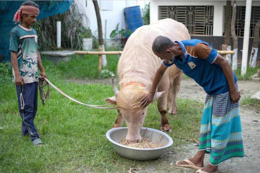 Búfalo albino se vuelve viral por su parecido con el presidente Donald Trump