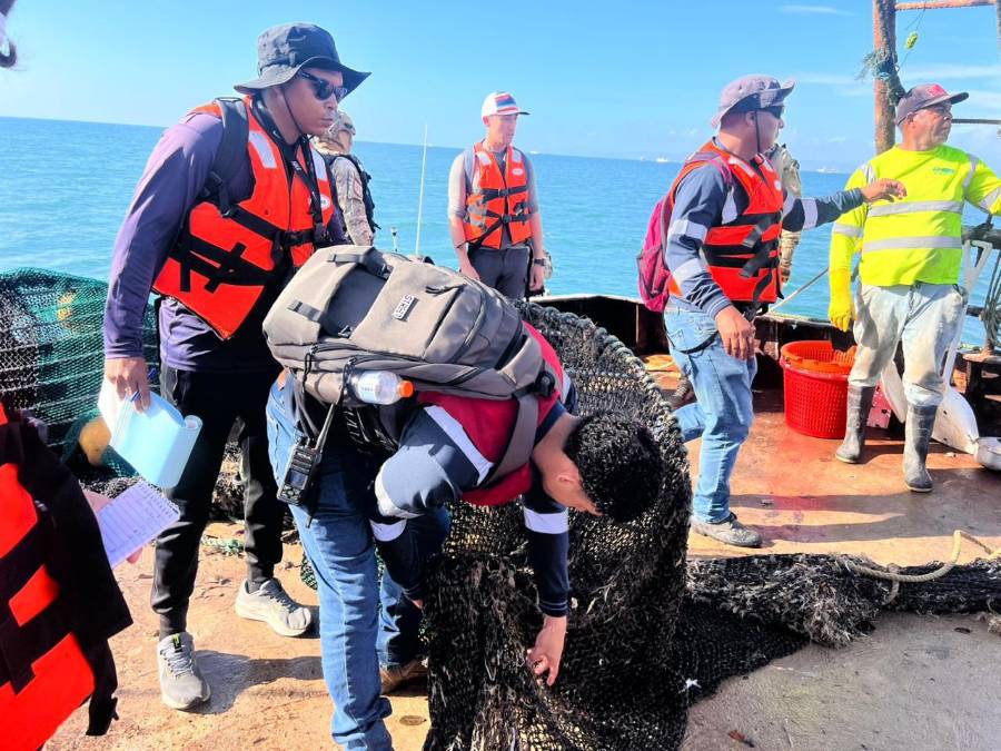 Panamá busca ratificar certificación de exportación de camarón hacia Estados Unidos
