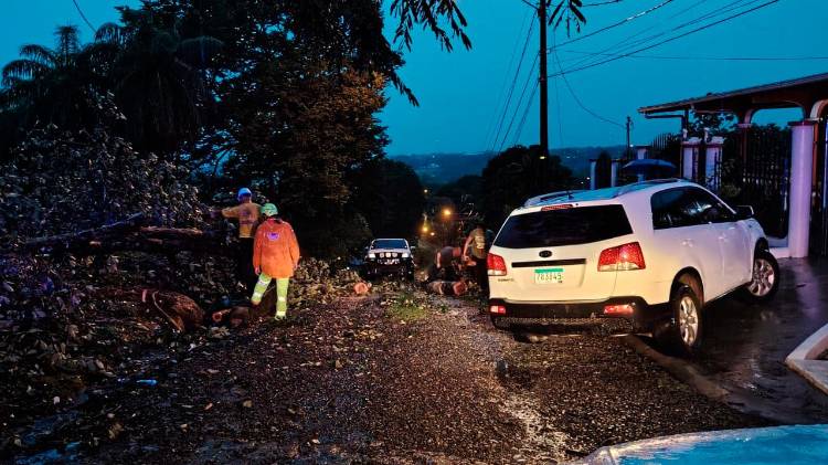 Se reportaron siete árboles caídos sobre vías.