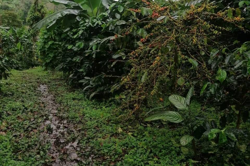 El café es uno de los granos afectados por la lluvia.